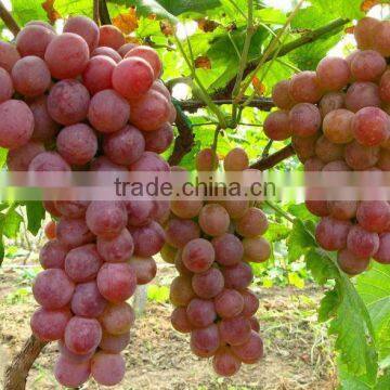 Grape Flavor Syrup photo-2
