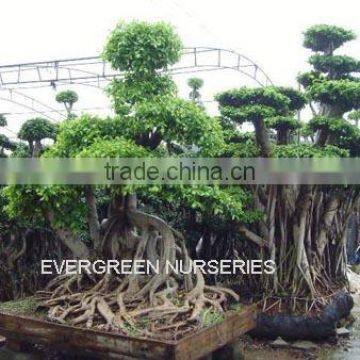 ficus bonsai