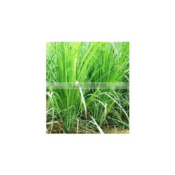 GINGER GRASS OIL,Good Quality Ginger Grass Oil