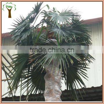 Artificial Washingtonia Palm Tree in Custom Umbrella Shape photo-2