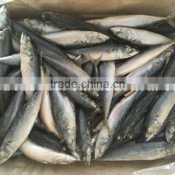 SEA FROZEN MACKEREL SIZE 6 FOR SALE MARKET photo-3