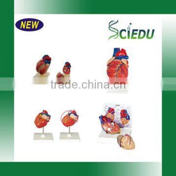 Student Anatomy Human Heart Model photo-5