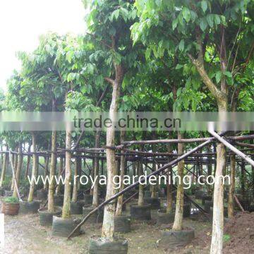 Lagerstroemia Speciosa Tropical Tree Dia 6-20cm,high 3-4m photo-2