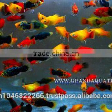 Platy Fish Farm For Sale / Ornamental Fish Exporter photo-5