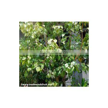 Ficus Racemosa Extract photo-4