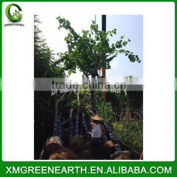 Bauhinia Blakeana Diameter 8-10cm photo-2