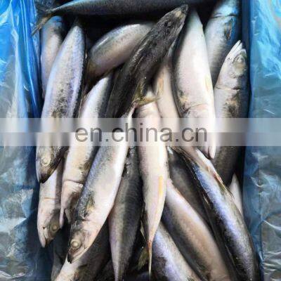 Sea Frozen Pacific Mackerel Fish Frozen Mackerel Prices Whole Round photo-3