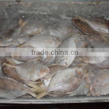 Frozen Butterfish Exporters