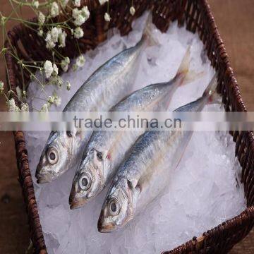 New Arrival Frozen whole round/Healess tailless gutting Blue scad Seafood