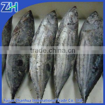 Canned tuna used skipjack tuna price