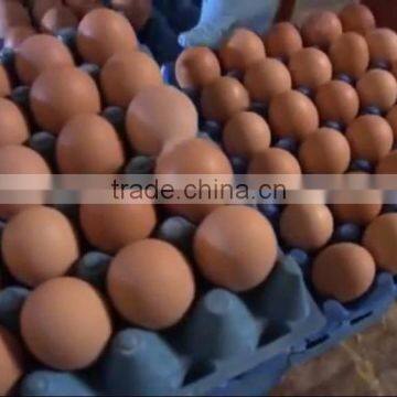 farm fresh chicken eggs