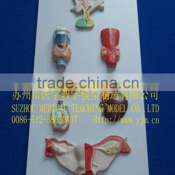 Medical model, teaching model, Organs of the endocrine system