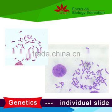 Cytology Genetics and Immunology Individual microscope slides