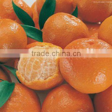 Fresh Indian Citrus Kinnow Mandarin Orange