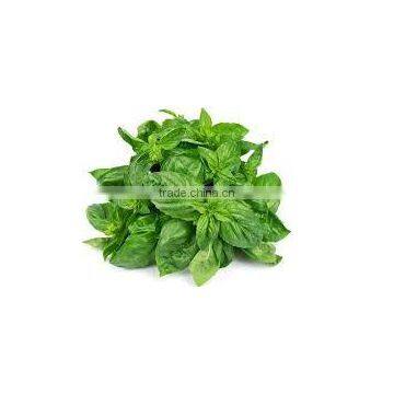 STAVIA POWDER INDIAN TULSI POWDER photo-6