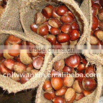 laiwu wanxin fresh chestnut,supply all the year round