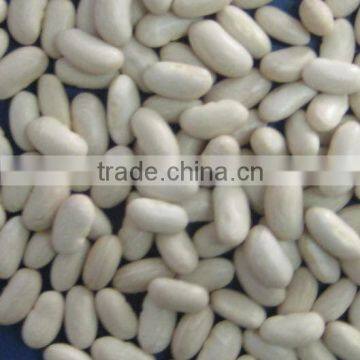 White beans spanish type