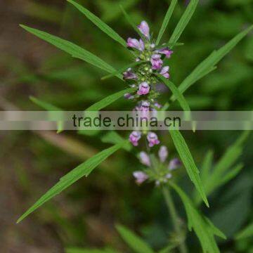 Dried medicinal herbs/herbal medicine-Herba Leonurus sibiricus