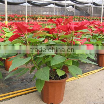 Low price Red flower Christmas Poinsettia bonsai