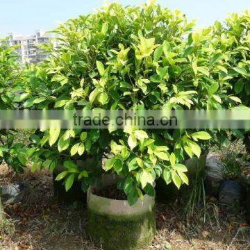 Ornamental Golden Ficus Microcarpa