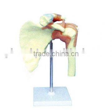 Big Shoulder joint-functional model