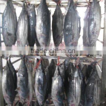 Frozen Skipjack Tuna