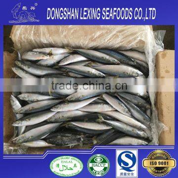 Hot Sale Frozen Pacific Mackerel Prices photo-2