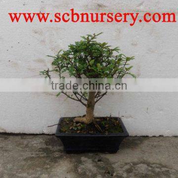 Zanthoxylum Bonsai Ball 20cm