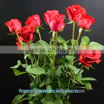 Export Fresh Cut Rose Flowers Carola Roses Fresh Cut Flowers Colombia photo-2