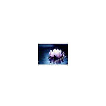 Lenticular Card ,3D Lenticular Card