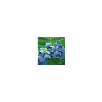 Blueberry Anthocyanin