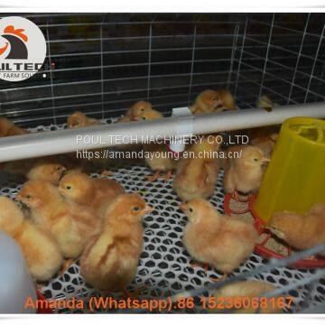 Cambodia Poultry Farming Baby Chick Cage & Battery Small Chicken Cage & Pullet Coop for 5000 Chicks in Chicken Shed