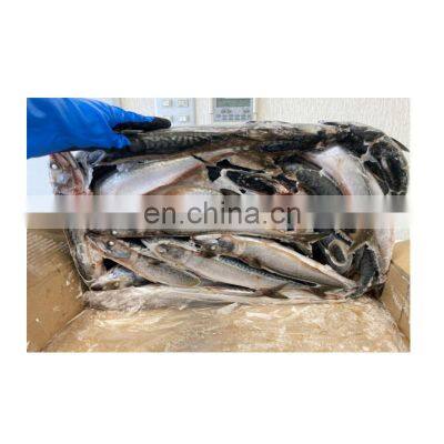 Seafrozen Pacific Mackerel Fish Whole Round BQF 200-400g 400-600g for Market photo-5