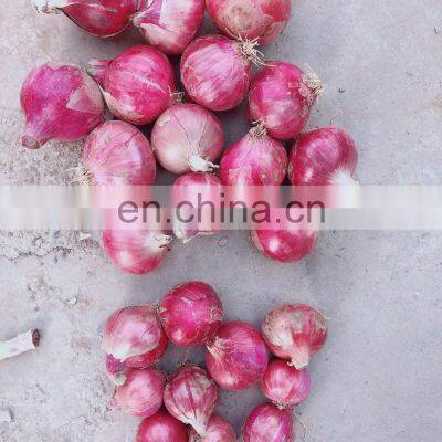 Sinocharm Frozen Vegetable Red Onion Yellow Onion Peeled Frozen Fresh Onions for Sale photo-4