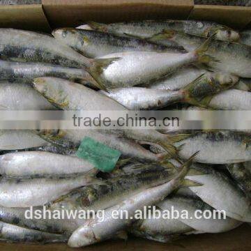 Landing frozen wholesale sardines with size 5 - 7 / kg