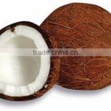 south indian coconuts sale