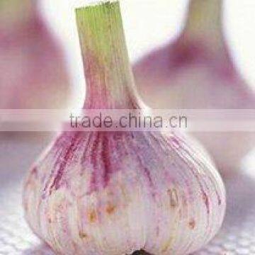 Chinese New Fresh Normal White Qixian Garlic