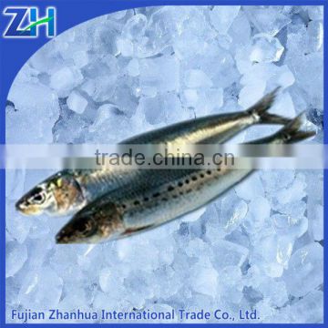 Frozen sardine bait wholesale from China