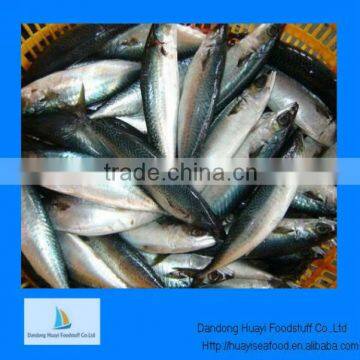 IQF cooked mackerel species