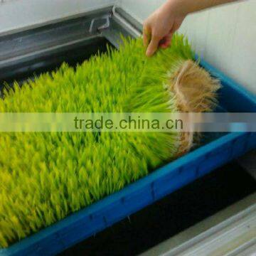 Hydroponics Animal Fodder Machinprofessional Automatic Oat Rooting Machine /bean Budding Machine/animal Fodder Sprouting Machine photo-3