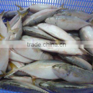 FROZEN INDO PACIFIC MACKEREL WHOLE ROUND - HIGH QUALITY - FAIR PRICES