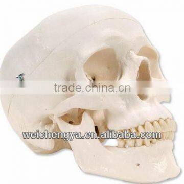 Classic Life-Size Skull Model