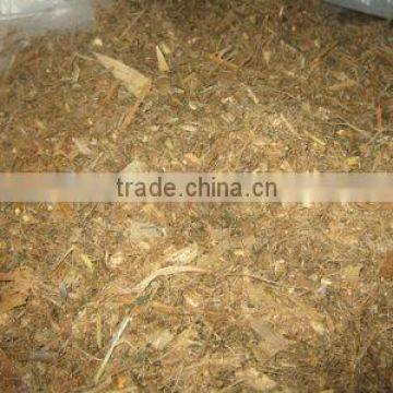 MIXED CORN SILAGE FOR COW DAIRY