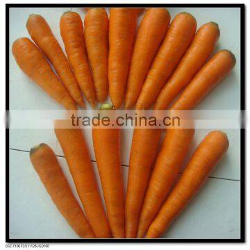 Red Carrot Supplier