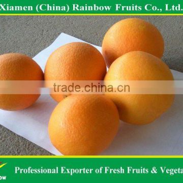 Chinese Citrus Mandarin Orange