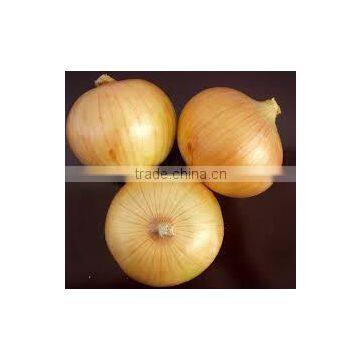 YELLOW ONION 2014 photo-4