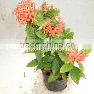 Outdoor Plants - Ixora Mini Yellow -3