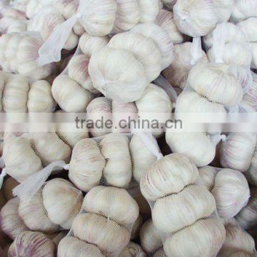 Chinese Normal White Garlic