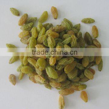 Hot sell best price Chinese green golden dried raisin