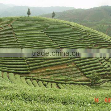 Matcha Tea Japanese Organic Matcha Green Tea Powder photo-3